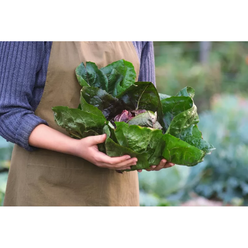 Sementes de hortícolas alface chicória Palla Rossa 3 Toraf, pacote 5g