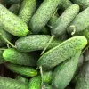 PNOS pepino Reja F1 sementes em fita, 6 m