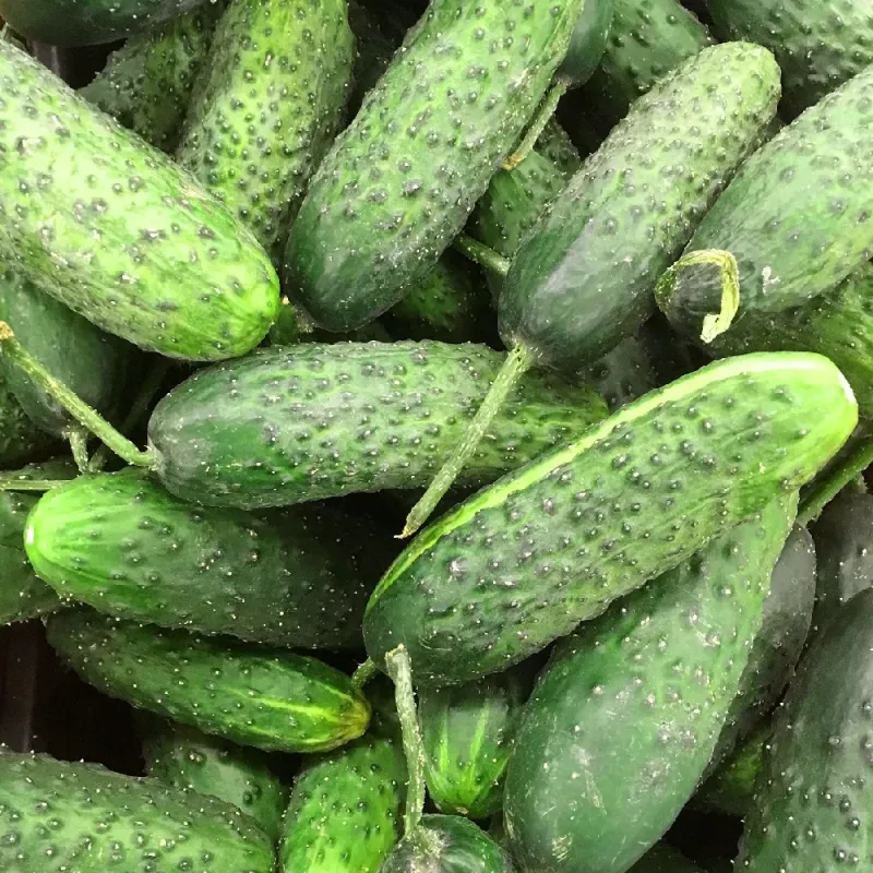 PNOS pepino Reja F1 sementes em fita, 6 m