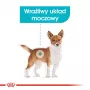 Royal Canin Mini Urinary Care CCN ração seca para cães, 3 kg