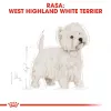 Royal Canin BHN West Highland White Terrier Adult - Ração seca para cães adultos - 3 kg