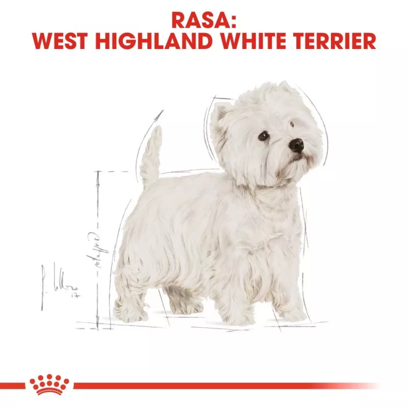 Royal Canin BHN West Highland White Terrier Adult - Ração seca para cães adultos - 3 kg