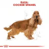 Royal Canin Cocker Adult ração seca para cães, 12 kg
