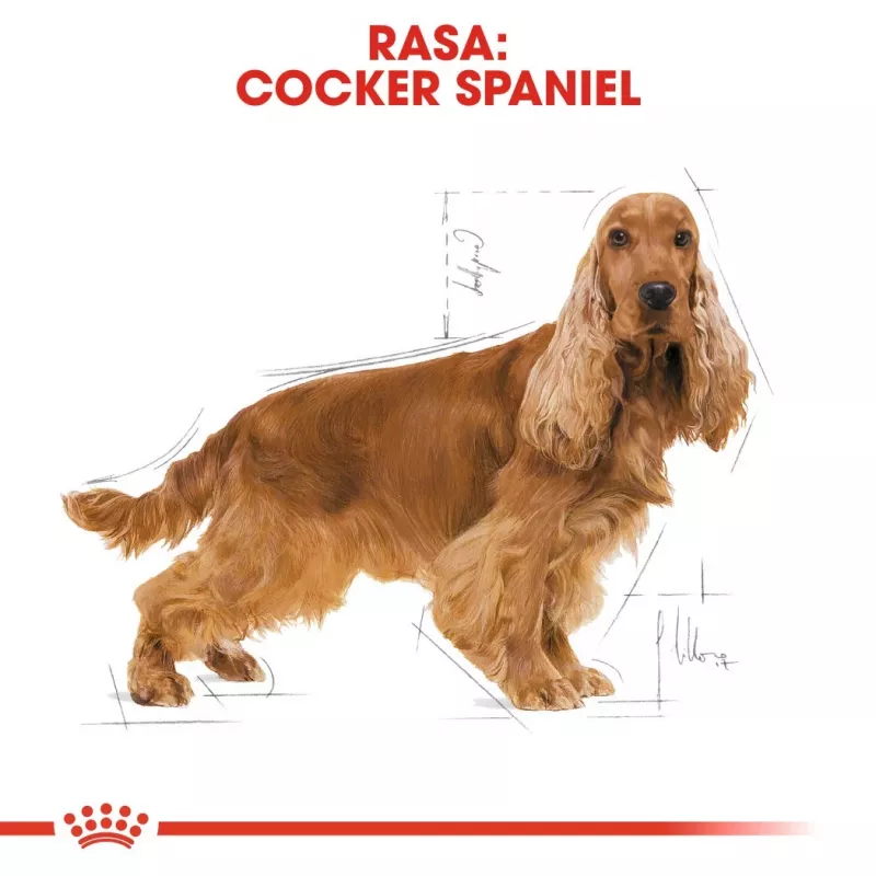 Royal Canin Cocker Adult ração seca para cães, 12 kg