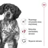 ROYAL CANIN SHN Medium Adult pão lata 410 g