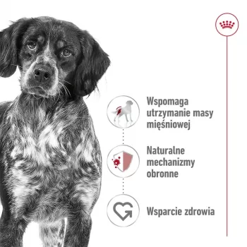 ROYAL CANIN SHN Medium Adult pão lata 410 g