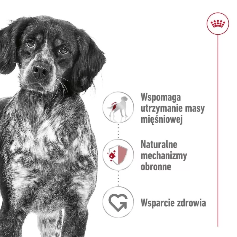 ROYAL CANIN SHN Medium Adult pão lata 410 g