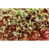 Sementes de rabanete China Rose para rebentos, embalagem de 20 g