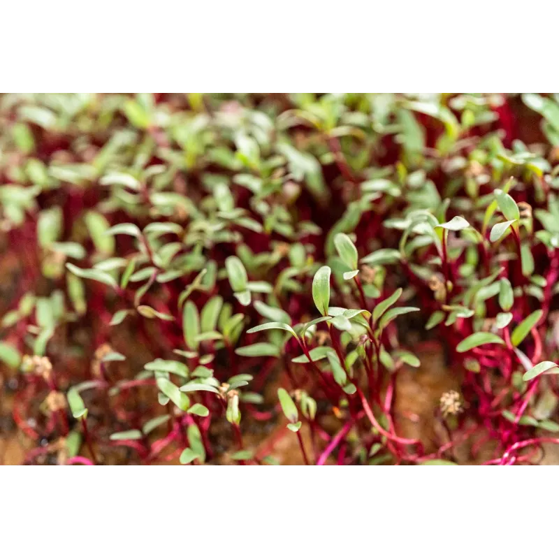 Sementes de rabanete China Rose para rebentos, embalagem de 20 g