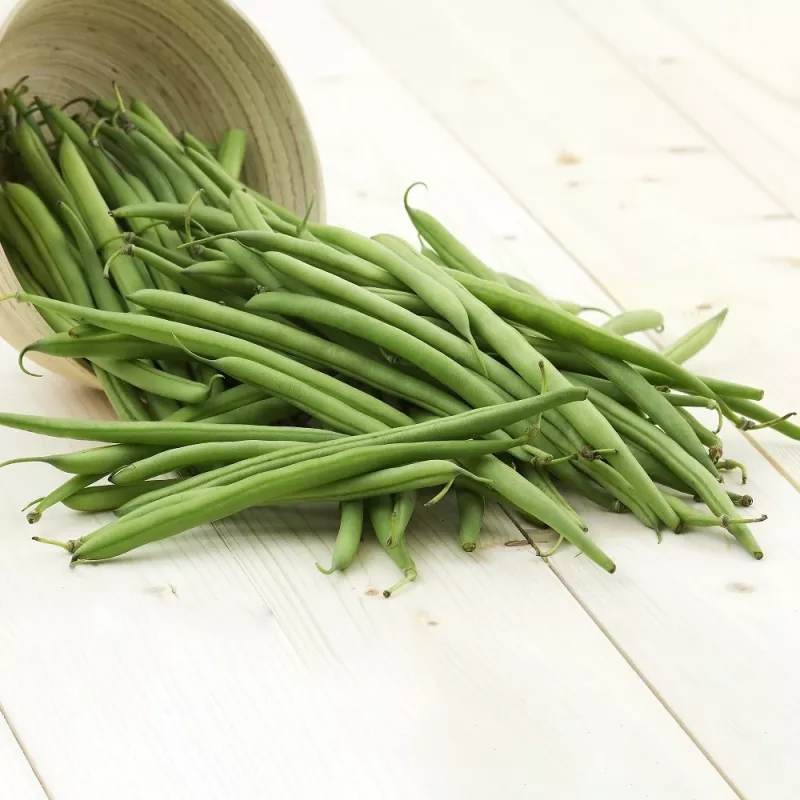 Sementes de feijão Nomad Green Dwarf, 50g - sementes de hortícolas