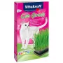 Conjunto de erva para gatos Vitakraft 120 g – conjunto de erva comestível para gatos, sem glúten, sem conservantes