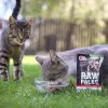 VetExpert Raw Paleo Adult Cat Sterilised comida húmida para gatos com vaca, 100 g