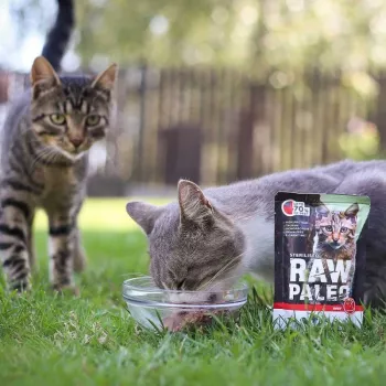 Comida húmida para gatos VETEXPERT RAW PALEO Adult Sterilised vaca 100 g saco, monoproteína, 78 % humidade