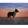 Coleira LED Anicoll verde para cães e gatos modelo iluminação recarregável