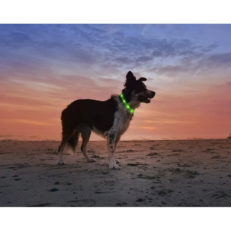Coleira LED Anicoll verde para cães e gatos modelo iluminação recarregável