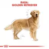 ROYAL CANIN BHN Golden Retriever ração seca para cães - 12 kg