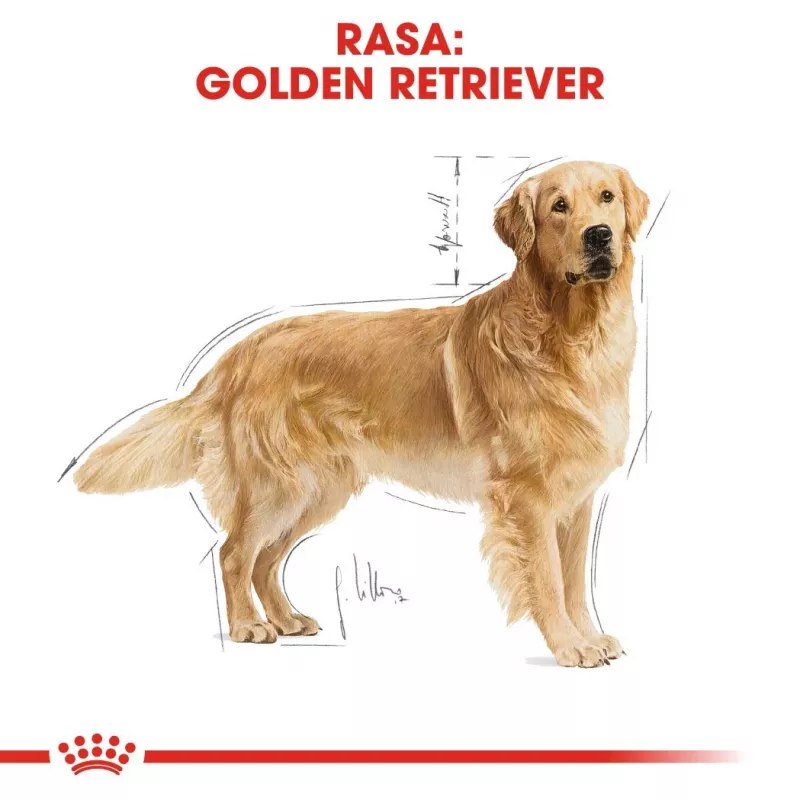 ROYAL CANIN BHN Golden Retriever ração seca para cães - 12 kg