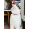 Coleira para gato ZOLUX Chatouille rosa