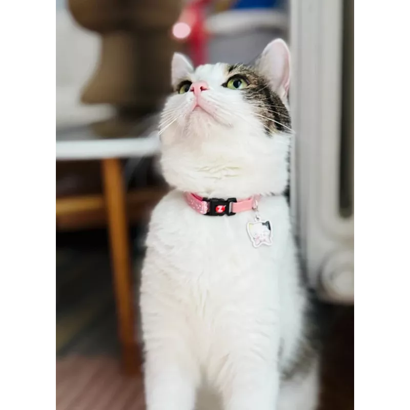 Coleira para gato ZOLUX Chatouille rosa
