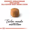 Royal Canin FBN Maine Coon Adult ração seca para gatos, 10 kg