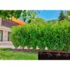 Gardena Micro-Drip-System linha de gotejamento, 1,6 l/h, 50 m (13504-20)