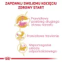 Comida seca para gatos Royal Canin Maine Coon Kitten 2 kg — aves, proteína 36%, gordura 23%