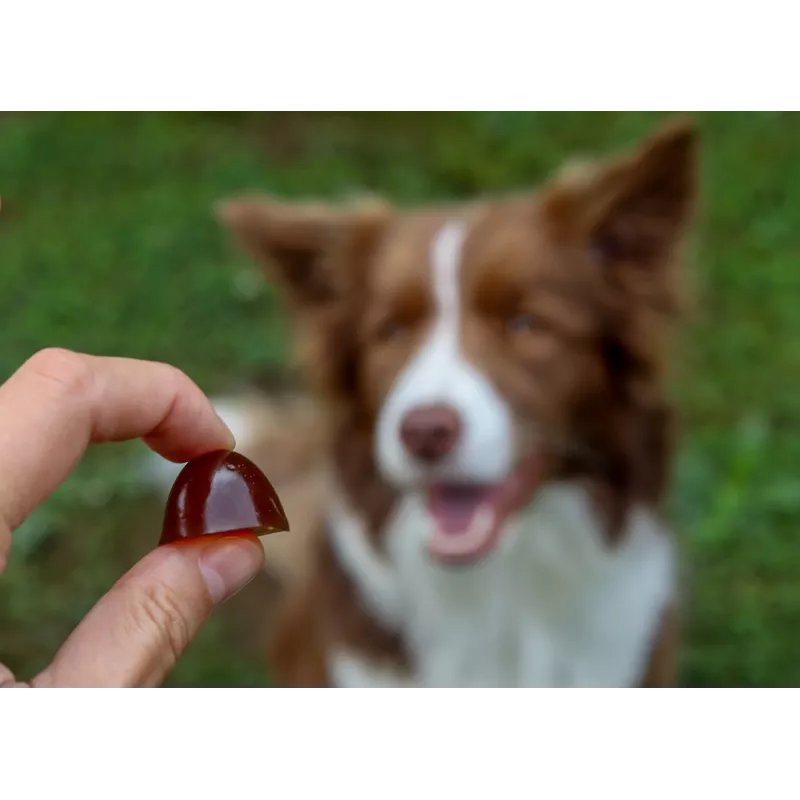 GELOREN Large dog Joints - vitaminas para cães - 420g
