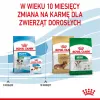 ROYAL CANIN Mini Puppy SHN comida seca para cães 2 kg