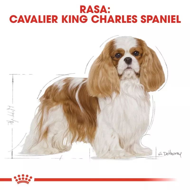Comida seca para cães Royal Canin Cavalier King Charles Adult 1,5 kg — frango, raça pequena, pele e pelo, apoio cardíaco