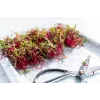 Sementes de rabanete China Rose para rebentos, embalagem de 20 g