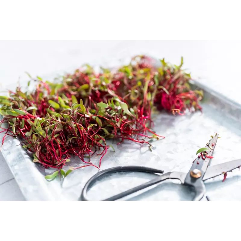 Sementes de rabanete China Rose para rebentos, embalagem de 20 g