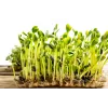 Sementes de girassol preto PNOS para germinar, embalagem de 20 g