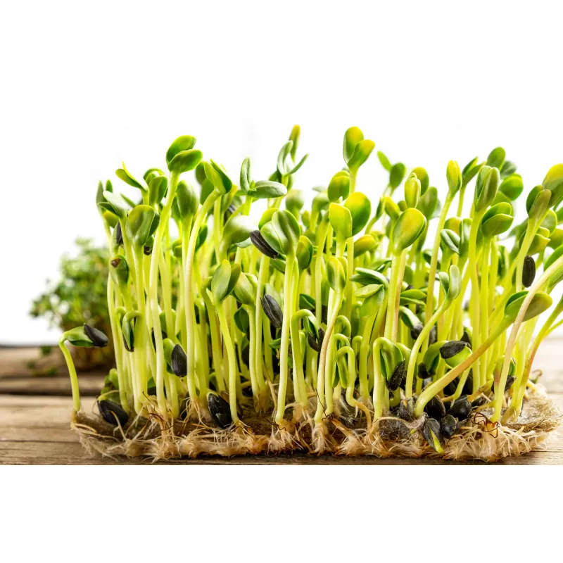 Sementes de girassol preto PNOS para germinar, embalagem de 20 g