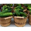 Sementes de pepino Polan F1 PNOS em fita, fita de 6 m