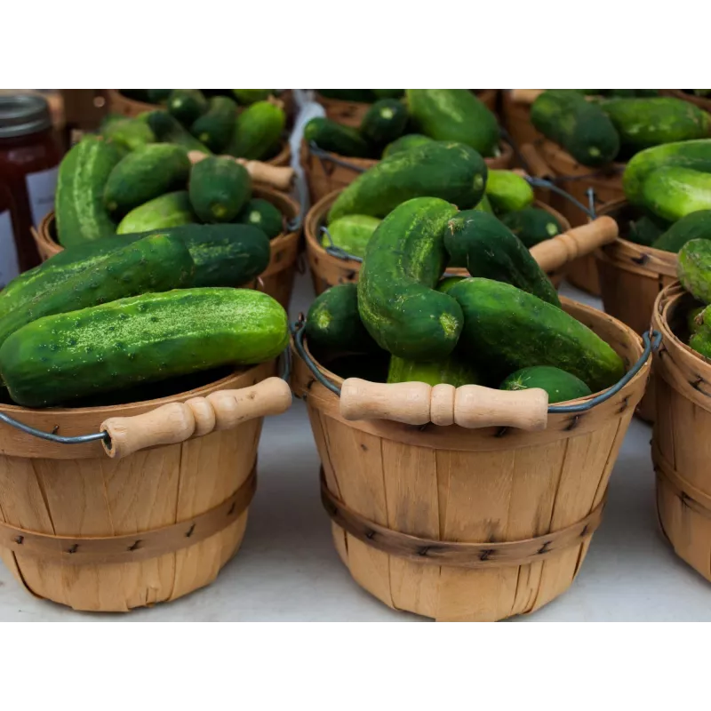 Sementes de pepino Polan F1 PNOS em fita, fita de 6 m