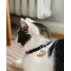 ZOLUX Chatouille preta - coleira para gatos
