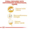 ROYAL CANIN FBN Maine Coon - Comida húmida para gatos - Saqueta 12x 85g