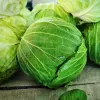 PNOS couve branca Roem Van Enkhuizen 2 sementes de hortícolas, 2 g