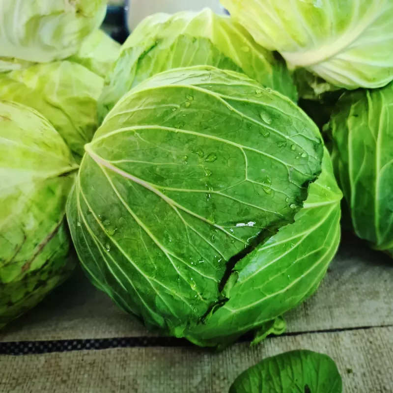 PNOS couve branca Roem Van Enkhuizen 2 sementes de hortícolas, 2 g