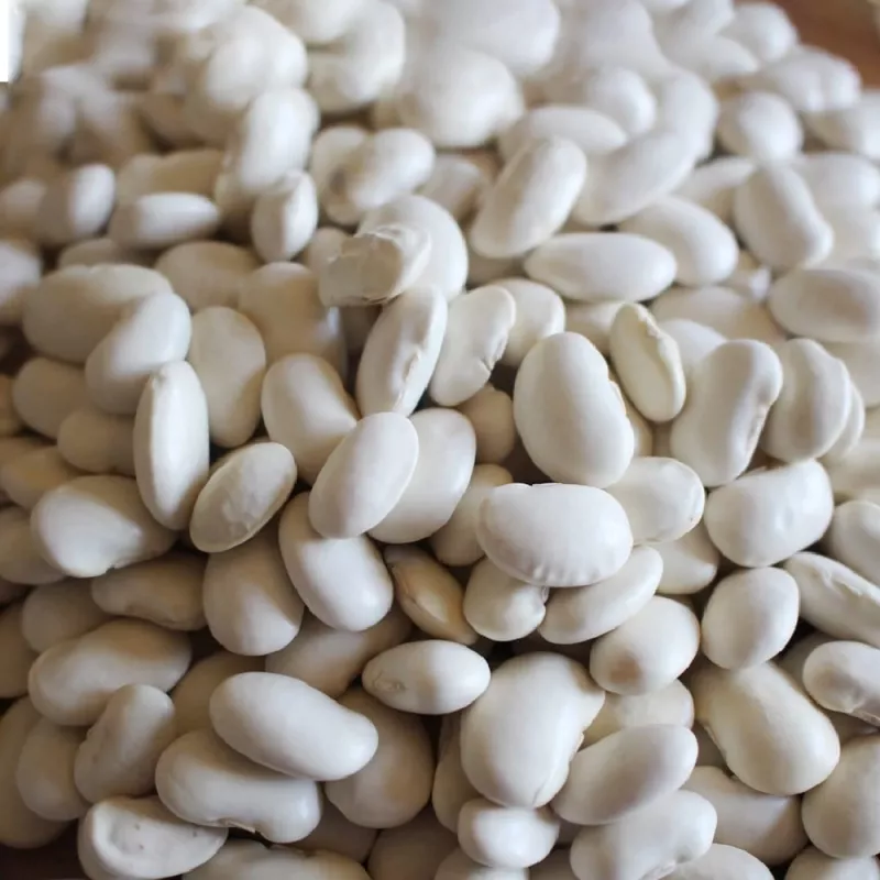 PNOS feijão seco Iglomska sementes, 50 g