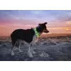Coleira LED Anicoll verde para cães e gatos modelo iluminação recarregável