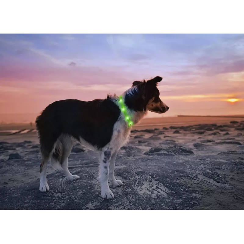 Coleira LED Anicoll verde para cães e gatos modelo iluminação recarregável