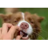 Suplemento alimentar para cães pequenos CONTIPRO GELOREN Small Dog Joints 180 g suporte articular à base de gelatina em saqueta
