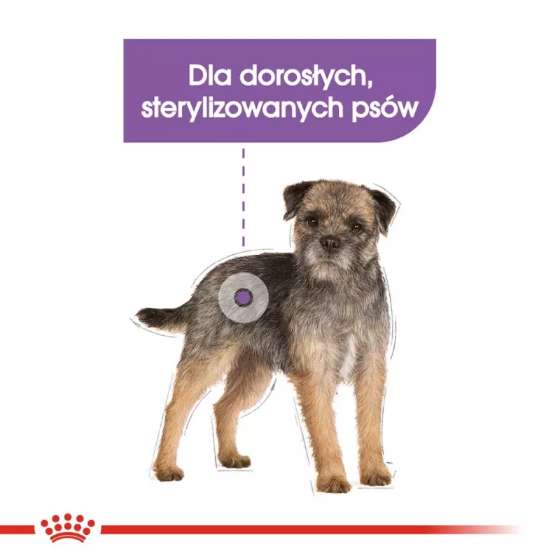 Royal Canin Mini Sterilised ração seca para cães adultos de raças pequenas após a esterilização, 1 kg