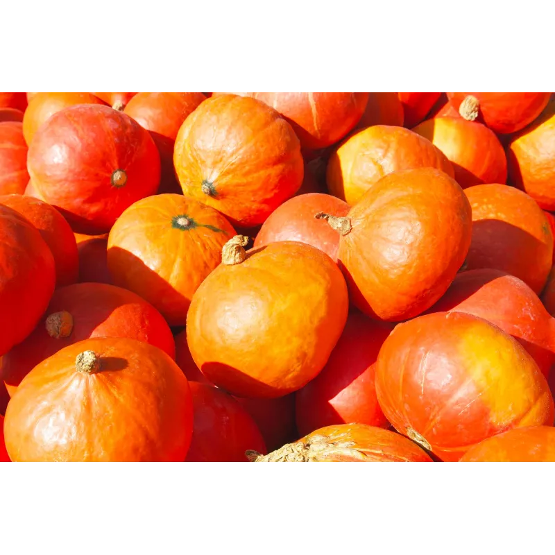 Sementes de hortícolas abóbora Uchiki Kuri Toraf, pacote 5g