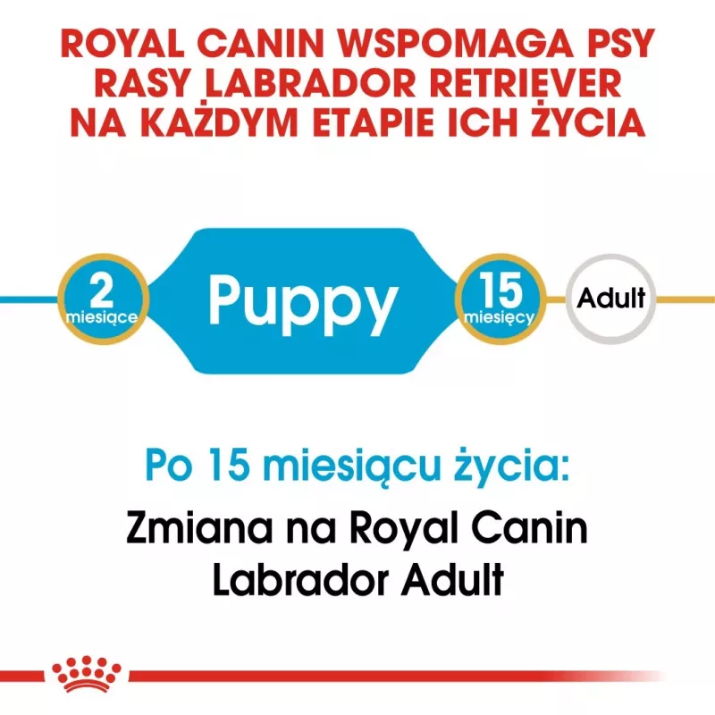 ROYAL CANIN SHN Breed Labrador Junior comida seca para cães - 12 kg