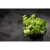 Sementes de agrião-de-água Toraf, embalagem de 0,2 g