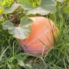 PNOS abóbora gigante Dolores sementes de hortícolas, 5 g
