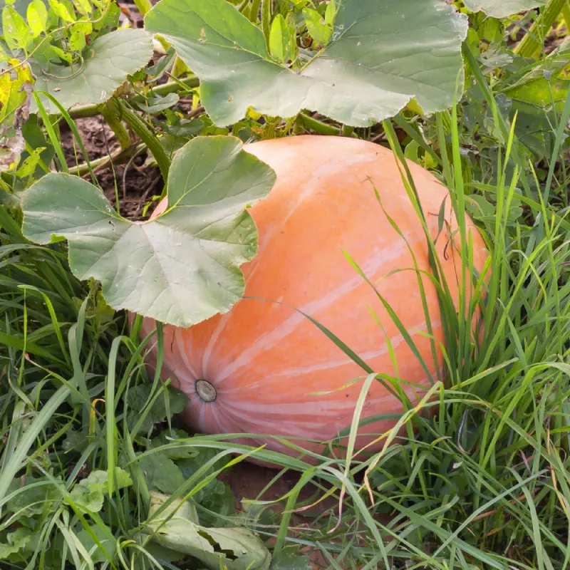 PNOS abóbora gigante Dolores sementes de hortícolas, 5 g
