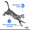 Comida húmida para gatos Royal Canin Indoor Sterilized 85 g saqueta — gatos adultos esterilizados de interior, sabor a aves, pack de 12 x 85 g